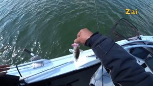 Семь ЭХОЛОТОВ  и три СУДАКА. Тест-драйв ЭХОЛОТОВ в Воронеже.