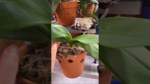 Орхидеи Фаленопсисы в глиняных горшках и на блоках / Мой опыт выращивания Фаленопсисов