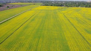 F11S 4K PRO: Поле из одуванчиков