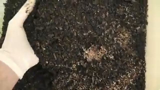 Выращивание дендробены из коконов в ящиках