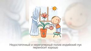 Индийский лук. Лекарственное растение. Птицемлечник хвостатый. Уход в домашних условиях