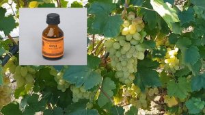 Лучшее бесплатное удобрение в осень, что делать в сентябре в саду, подкормка, опрыскивание