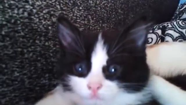 прикол чудо котенок смотреть онлайн