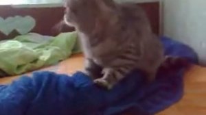Кот трахае одеяло