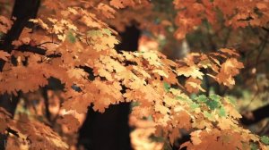 Autumn Forest 4K • Nature Relaxation Film with Peaceful Relaxing Music and Nature Video Ultra HD