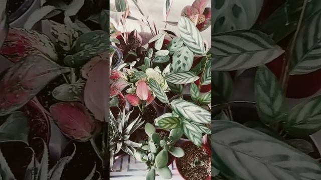 Комнатные растения #комнатныерастения #цветы