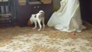 Джессика - атаксия ли это?