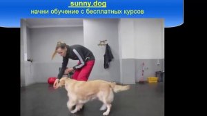 Как выставлять голден реривера? Хендлинг золотистого ретривера