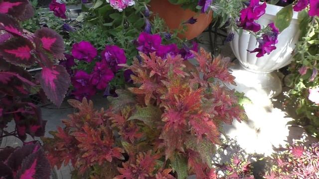 Коллекция колеусов и новые приобретения смотреть онлайн