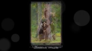 Веселые картинки. Самые смешные приколы с медведями.