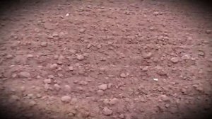 Посев горчицы весной по старинке