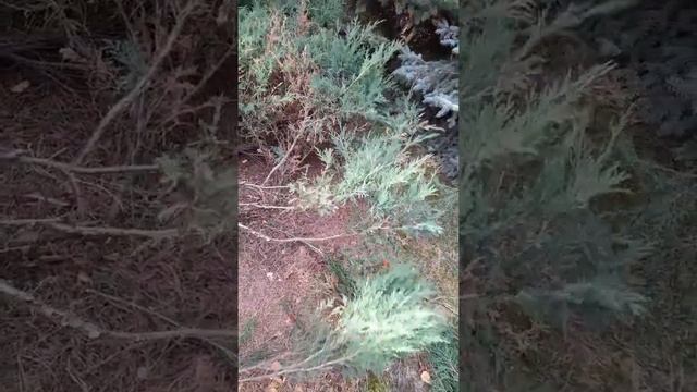 стрижка можжевельника в стиле ниваки смотреть онлайн