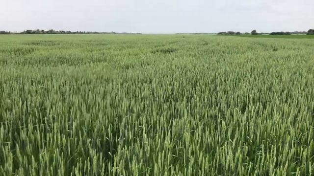 Пшеница. 2022. Выход колоса, фузариоз, работа фунгицид + инсектицид. смотреть онлайн