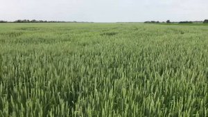 Пшеница. 2022. Выход колоса, фузариоз, работа фунгицид + инсектицид.