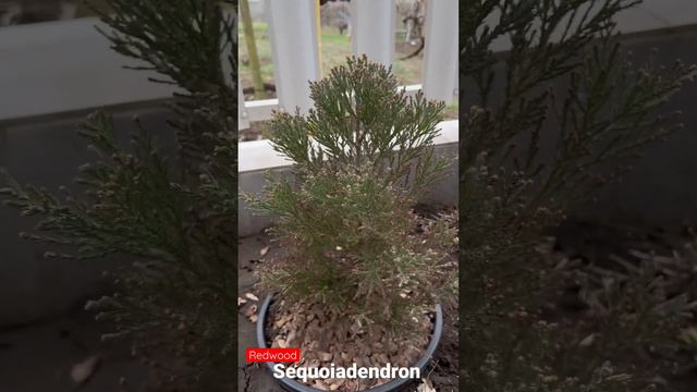 Секвойяде́ндрон гига́нтский (лат. Sequoiadendron giganteum)