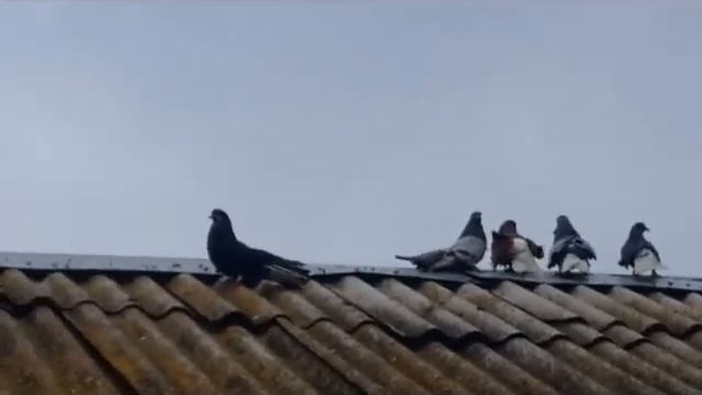 Проблема гибридизации николаевских голубей. Процесс смешивания пород что делать? смотреть онлайн