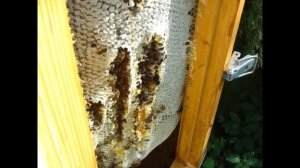 Колода спустя два месяца после заселения Способы упаковки сотового меда