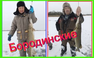 Бородинские щуки очень голодны