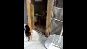 Кот Кузя открывает дверь (Kot Kuzya opens a door)