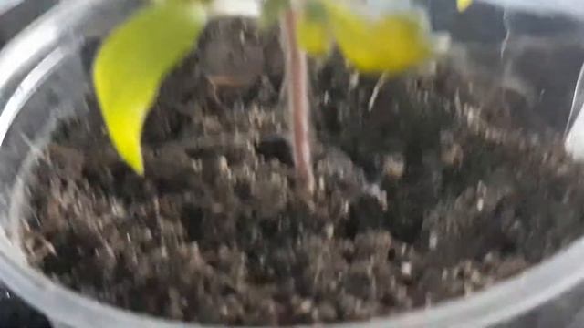 ✔??ФИТОЛАМПА! СУПЕР! РЕЗУЛЬТАТ В СРАВНЕНИИ!?? смотреть онлайн