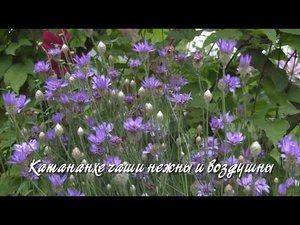 Катананхе чаши нежны и воздушны. Дачные картинки.