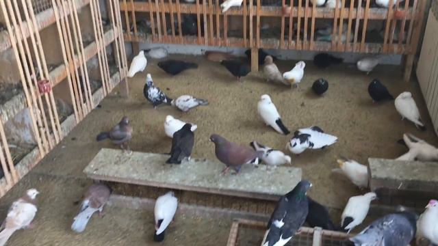 С 8 марта, дорогие женщины! смотреть онлайн