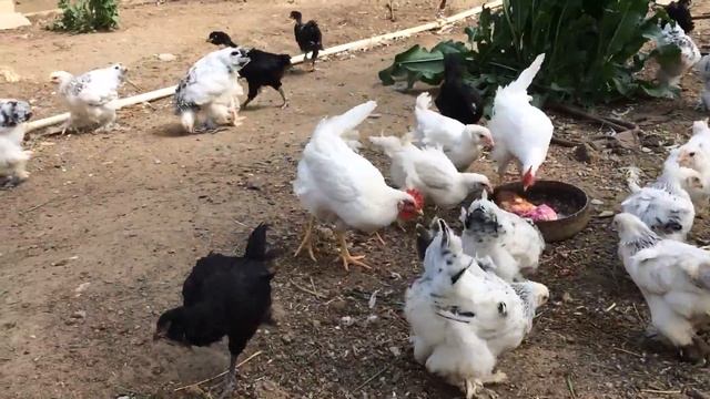 Редкие породы кур смотреть онлайн