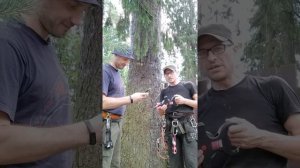 3-ий ролик 2--ой дубль Как замерить диаметр дерева