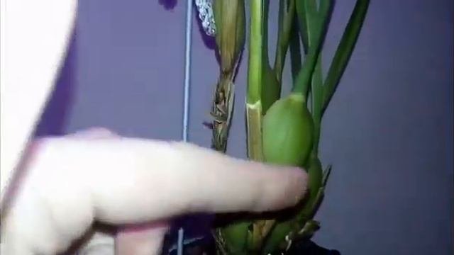 МАКСИЛЯРИЯ развитие, об уходе, цветоносы. maxillaria tenuifolia