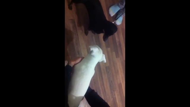 Такса и бультельер смотреть онлайн