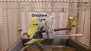 ? ✉ Покупка волнистого попугая в зоомагазине || Как определить возраст?