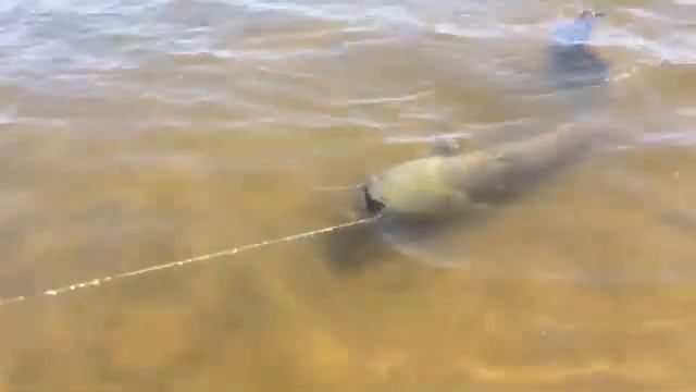 Сом на Серебряной Чаше смотреть онлайн