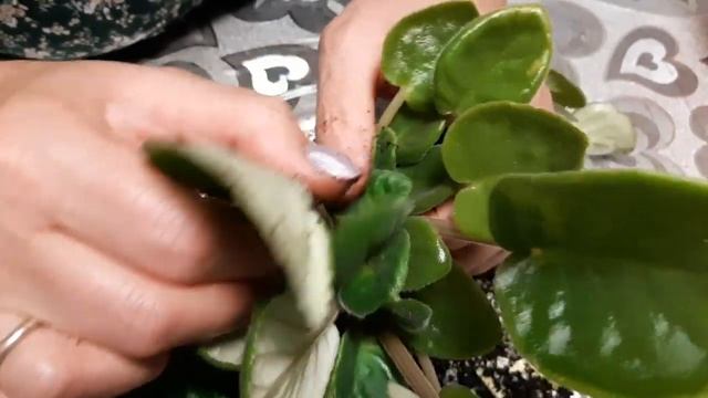 Отделяем пасынки.Фиалка ЯН-ЗАБАВА. Часть первая смотреть онлайн