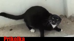 Прикольные животные. смешные кошки.