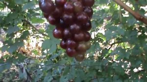 ГФ ВИНОГРАДА ПРИМЕНЕНИЕ ВАПОР-ГАРД Бурдак А В