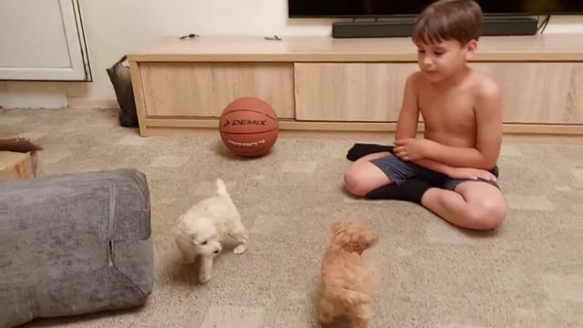 щенки пуделя смотреть онлайн