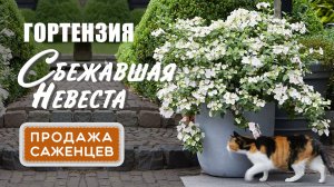 Гортензия Сбежавшая невеста. Продажа саженцев