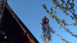 Вам надо спилить дерево около дома? Мы поможем.