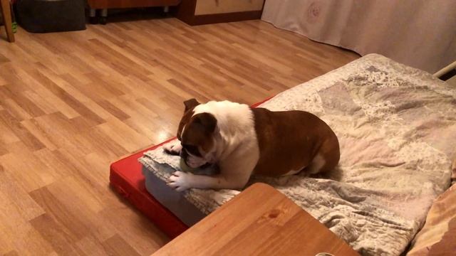 Исчез диван, теперь играем вот так | Мяч лучшая игрушка | Английский бульдог Черри игры перед сном смотреть онлайн