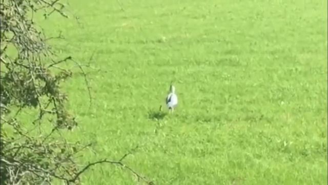 Версус! Ласка и Горностай самые маленькие хищники на земле!