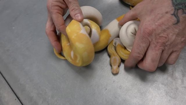 "Featured Morph" Pied Ball Pythons !!! смотреть онлайн