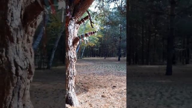 Сосновый бор,Кустанай смотреть онлайн