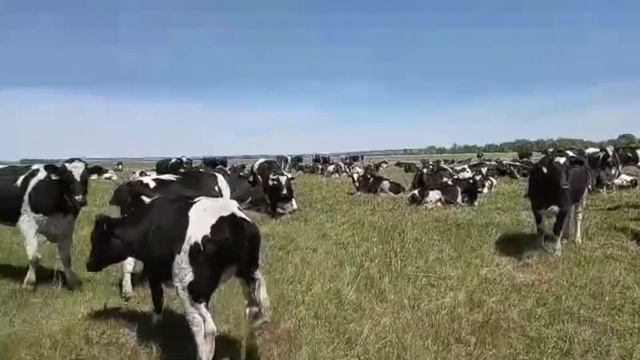 Племенные нетели черно-пестрой породы