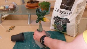 Пересадка Адениума / Adenium repotting