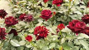 Abracadabra Rose Variety | Abracadabra Rose | Abracadabra Rose Plant | Abracadabra