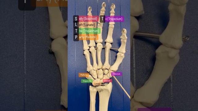 carpal bones ......