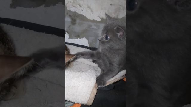 НАШЁЛ КОТЁНКА на УЛИЦЕ  А её НЕ принимают в Доме 