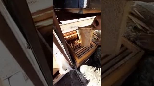 Ответ Бороде -Карачаево Черкессия горный мёд. Вот каким должен быть настоящий мёд! смотреть онлайн