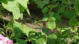 #розы #сад Про розу Ines Sastre (Инес Састр) Meilland Франция, 2010