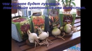Хобби.Покупка  и хранение луковиц гиппеаструма